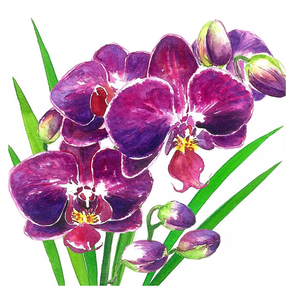 Purple orchid