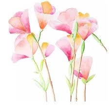Blooming Pink Tulips